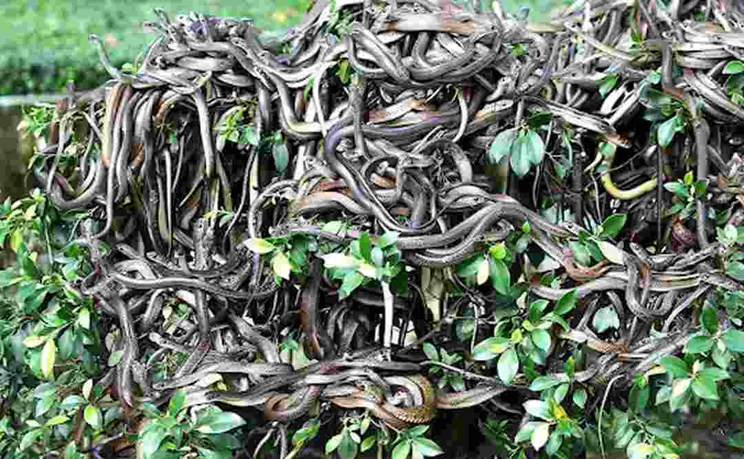 Mộng thấy nhiều con rắn đưa về bí ẩn lớn