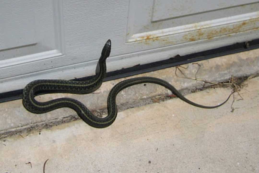 Chiêm bao thấy rắn bò vào nhà theo đường ống khói