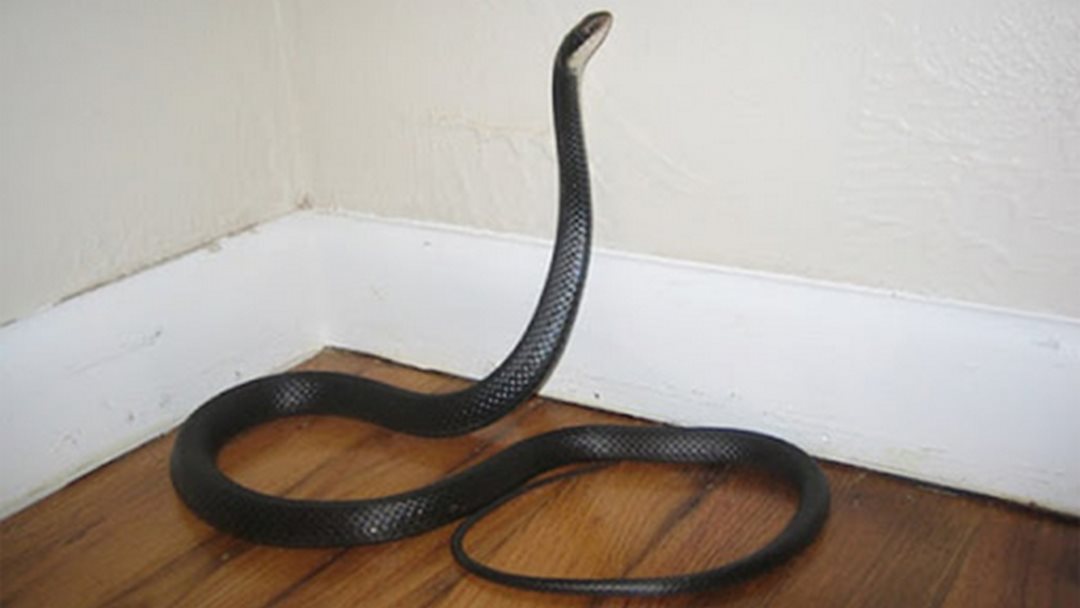 Chiêm bao thấy con rắn rình rập bò vào nhà